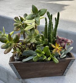 Nice Arrangement Of Different Succulent Plants Including A Stapelia Star Fish 
