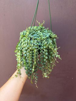 6” strings of turtles