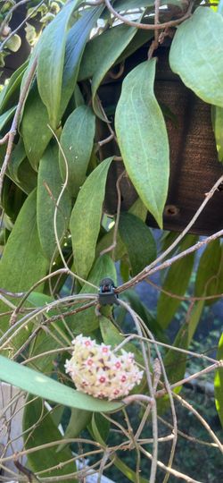 Hoya rigida