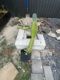 Cactus