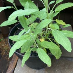 Organic  Sage 