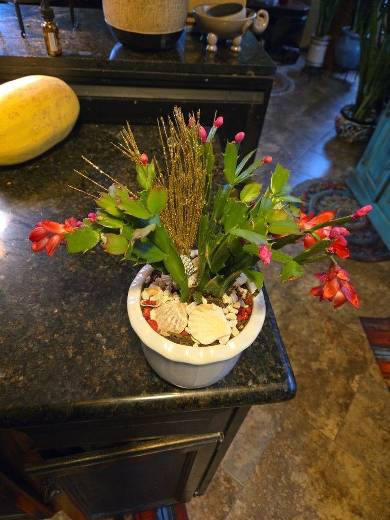 Sweet Christmas Cactus In Lovely 6in Ceramic Pot With Shells And Sparkles 