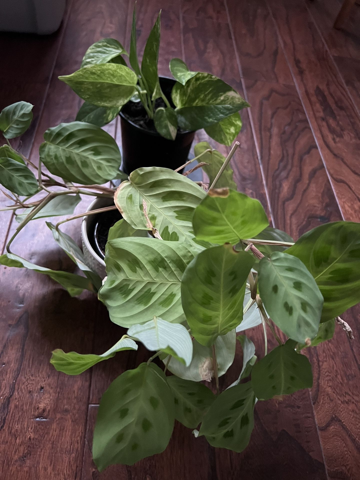 Prayer Plant And Photos 