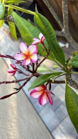 Plumeria tree