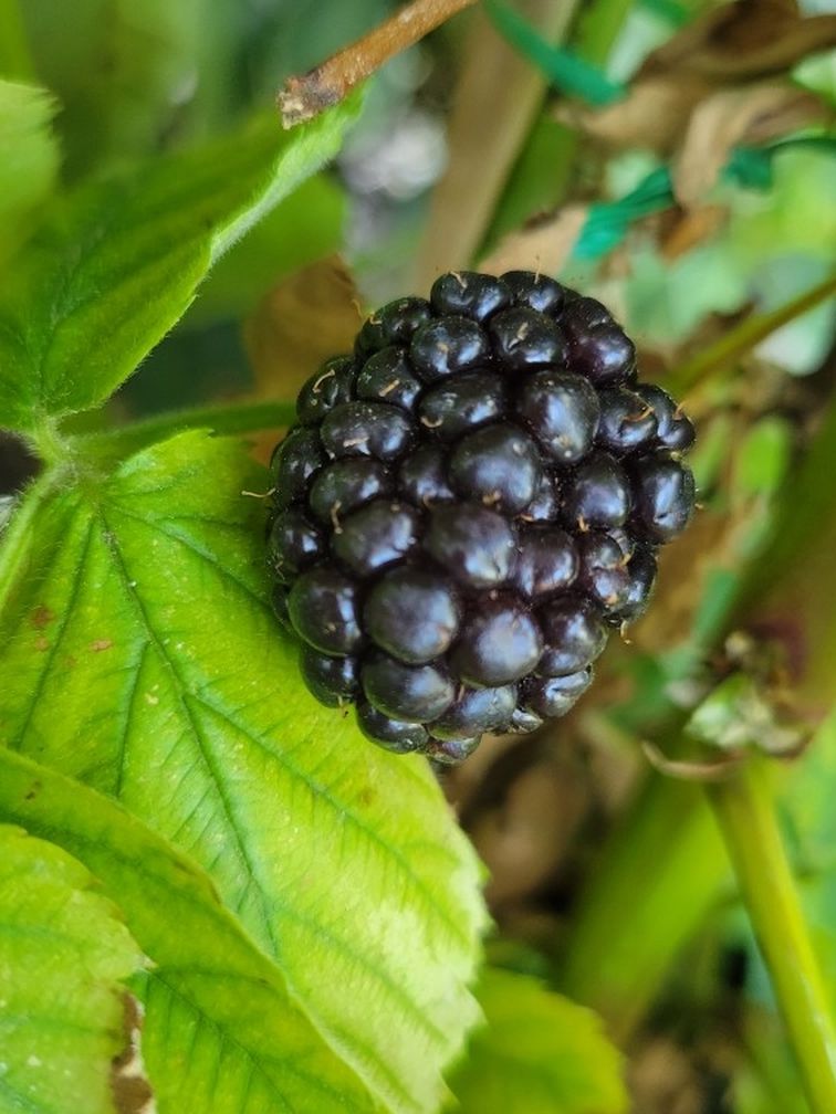 Blackberry Tree