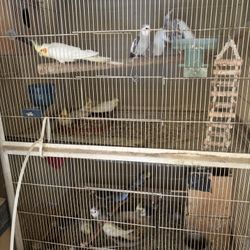 Cage For Bird 