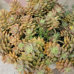 Succulents For Sale