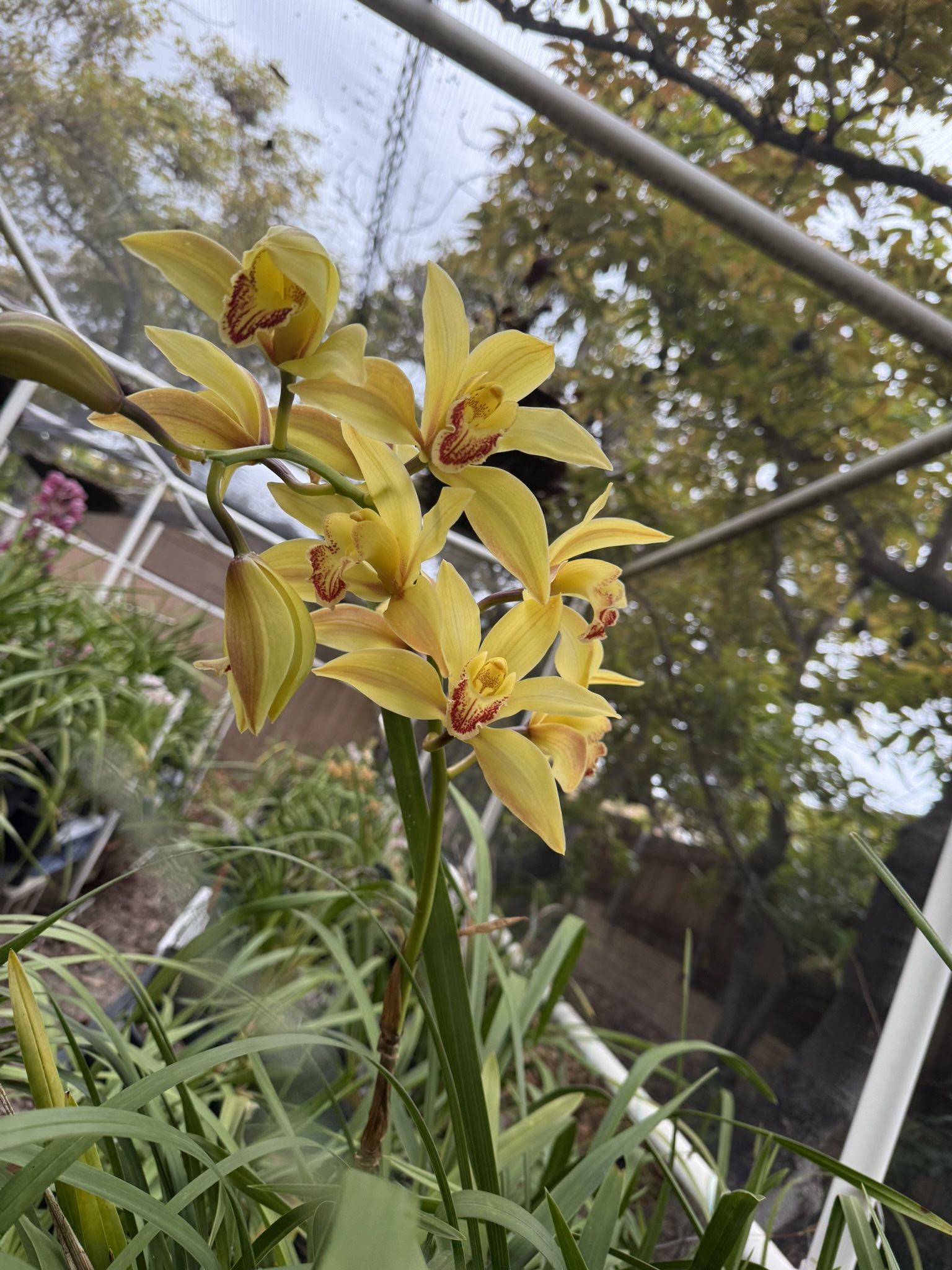 Cymbidium Orchids