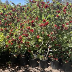 5 Gallon Size- Bottlebrush- Podocarpus- Pepper Trees- Hibiscus- Honeysuckle- Boxwood- Bird Of Paradise- Lavender- Privet- Sage- Salvia- Ficus 