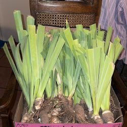 Irises