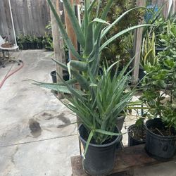 Plant For Sale