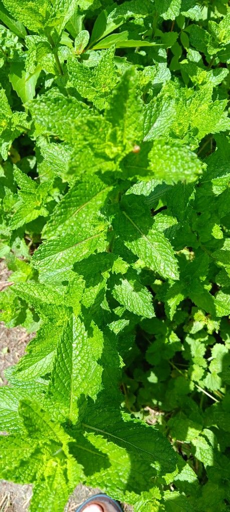 Spearmint