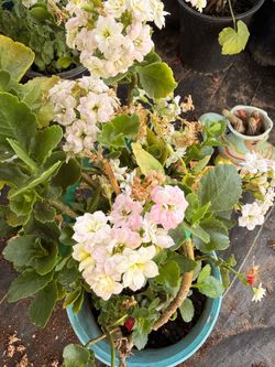 Kalanchoe