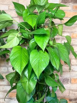 Green Queen Pothos ā 6 Inch, Extra Long ā $28 each šæ