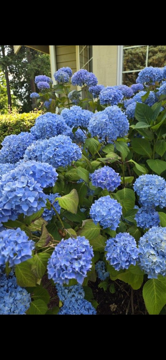 Hydrangea Stems-weddings And Other Events
