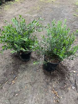 Little Olives