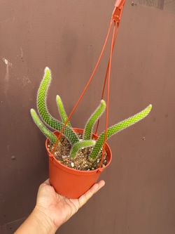 6” monkey tail cactus