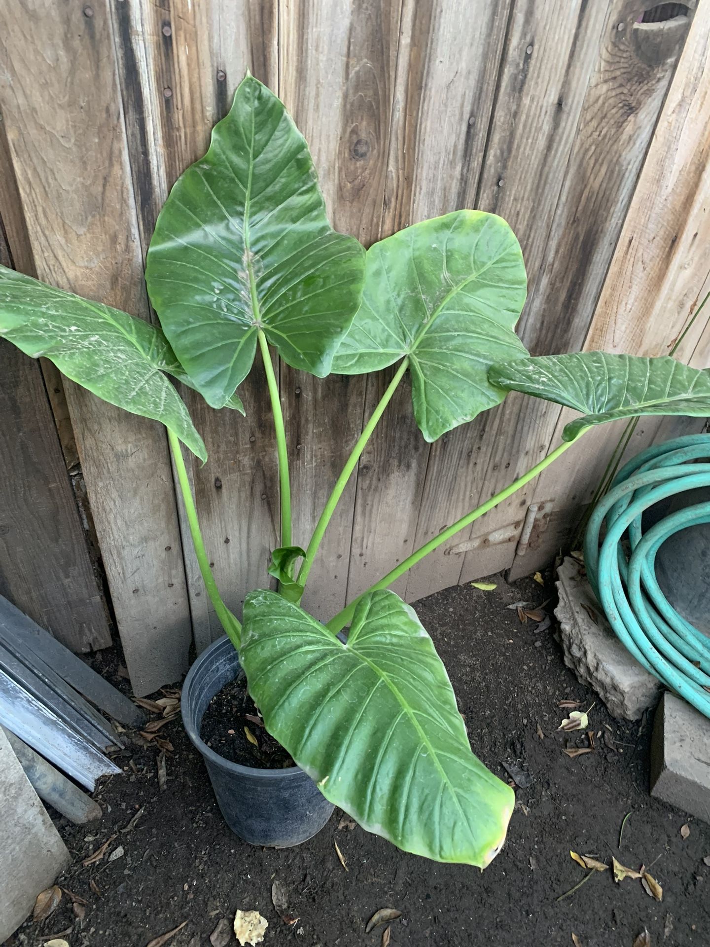 Elephant Ear Plant