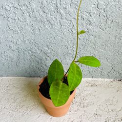 Hoya Elliptica Plant 