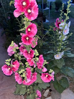 Part two of the wonderful plants and flowers