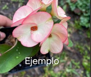 Planta.  Corona de cristo flor grande ID Ramo de novia