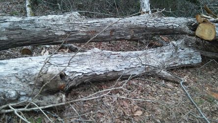 I cut trees