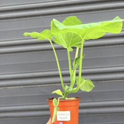 Butternut Squash Plant 