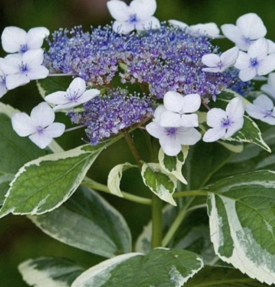 Hydrangea With Verigated Leaves And Purple Flowers