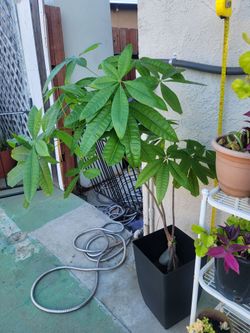 TALL ORGANIC MONEY PLANT.