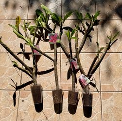 Red plumeria Rooted