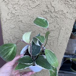 Hoya Microphyllia Plants