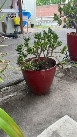 Plants