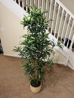 IKEA Bamboo Plant