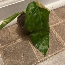 Variegated  Epipremnum  Albo House Plant