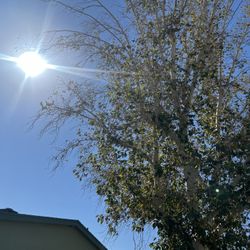 Tree Trimming N Totals 