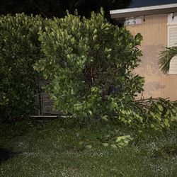 Palm Tree And calusa Hedges