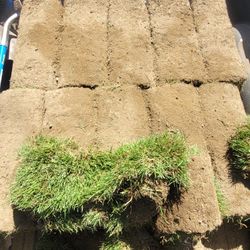 Sod 10 Rolls Cut Today