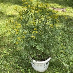 Ruda Plant