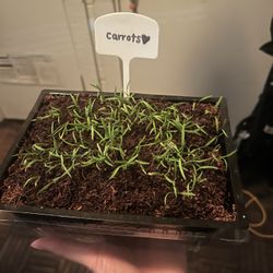 Carrot Sprouts 