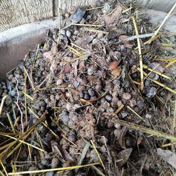 Rabbit Manure (The Best Stuff)