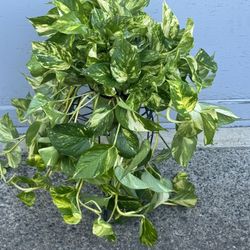 Huge Rare Patricio Golden Pothos high variegated