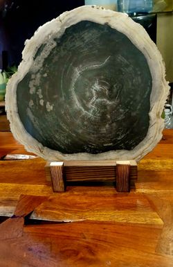 Four Hands Palu Petrified Wood Slab