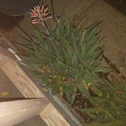 Aloe Vera Plants
