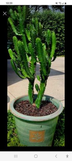 33" Live Healthy rooted Euphorbia Trigona Candelabra Cactus Thumbnail