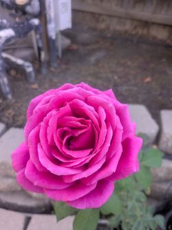 Rose plants