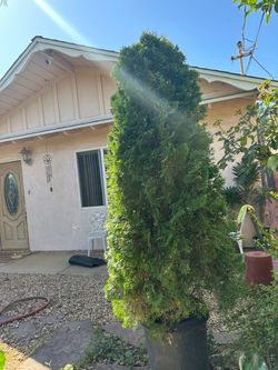 Pine tree