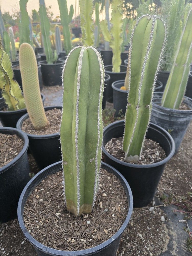 Mexican Post Cactus