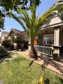 Palm tree