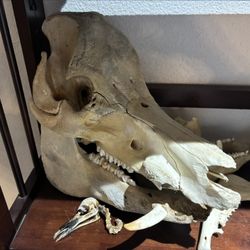 Animal Skulls