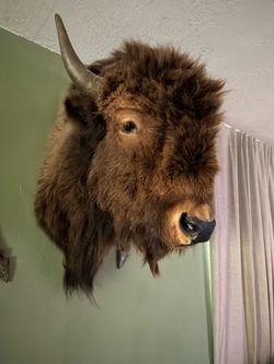 Bison / Buffalo mount